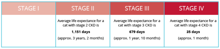 understanding-ckd-in-cats-semintra