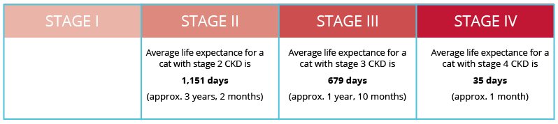 Understanding CKD In Cats Semintra